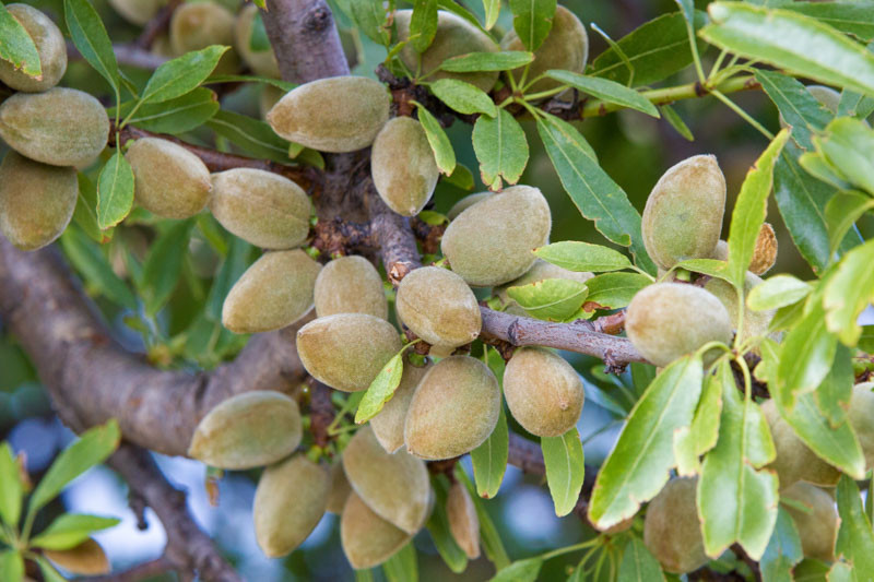 Almond Tree