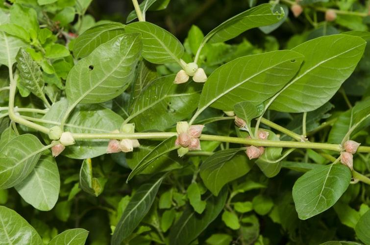 Ashwagandha