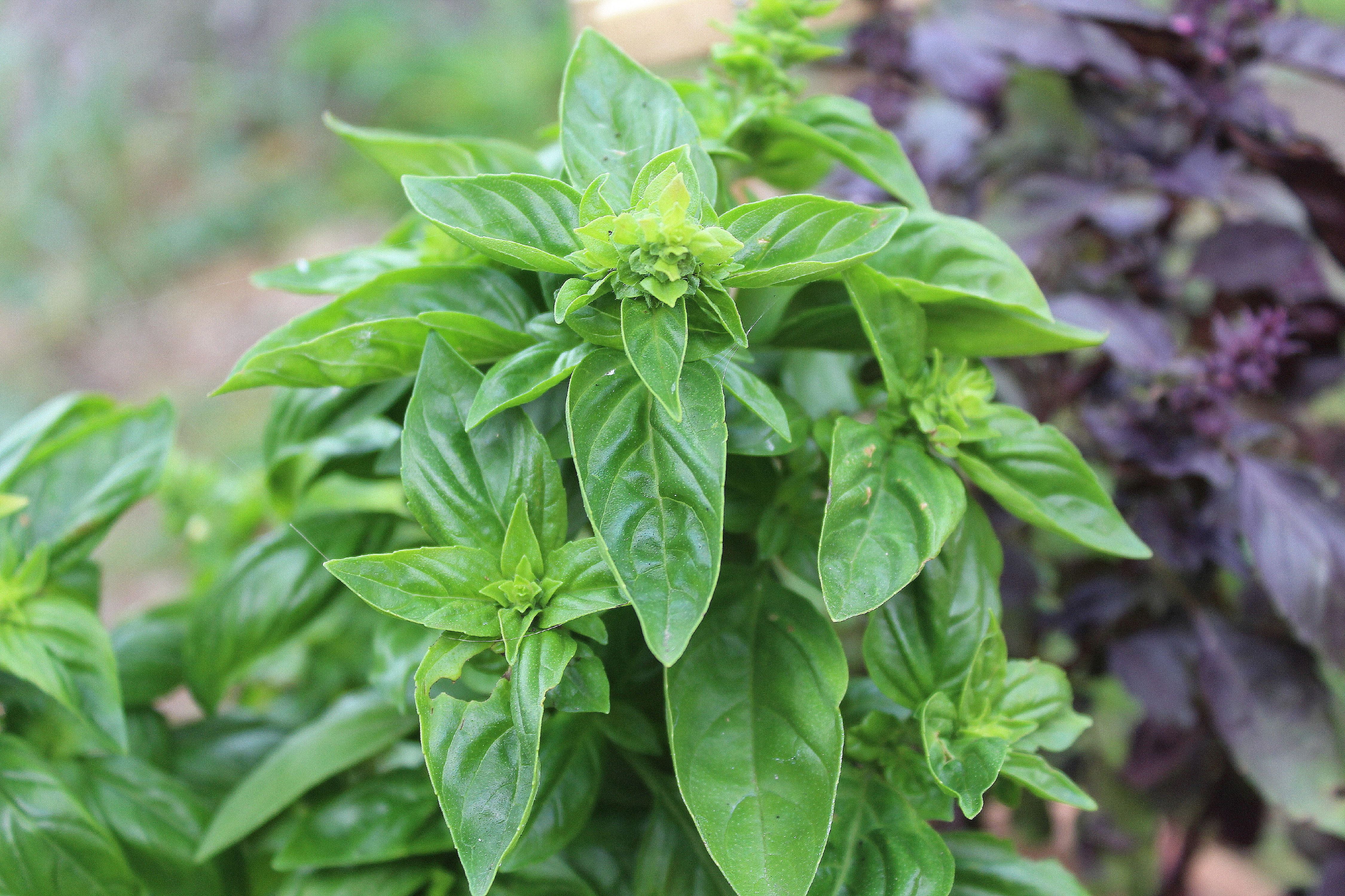Basil