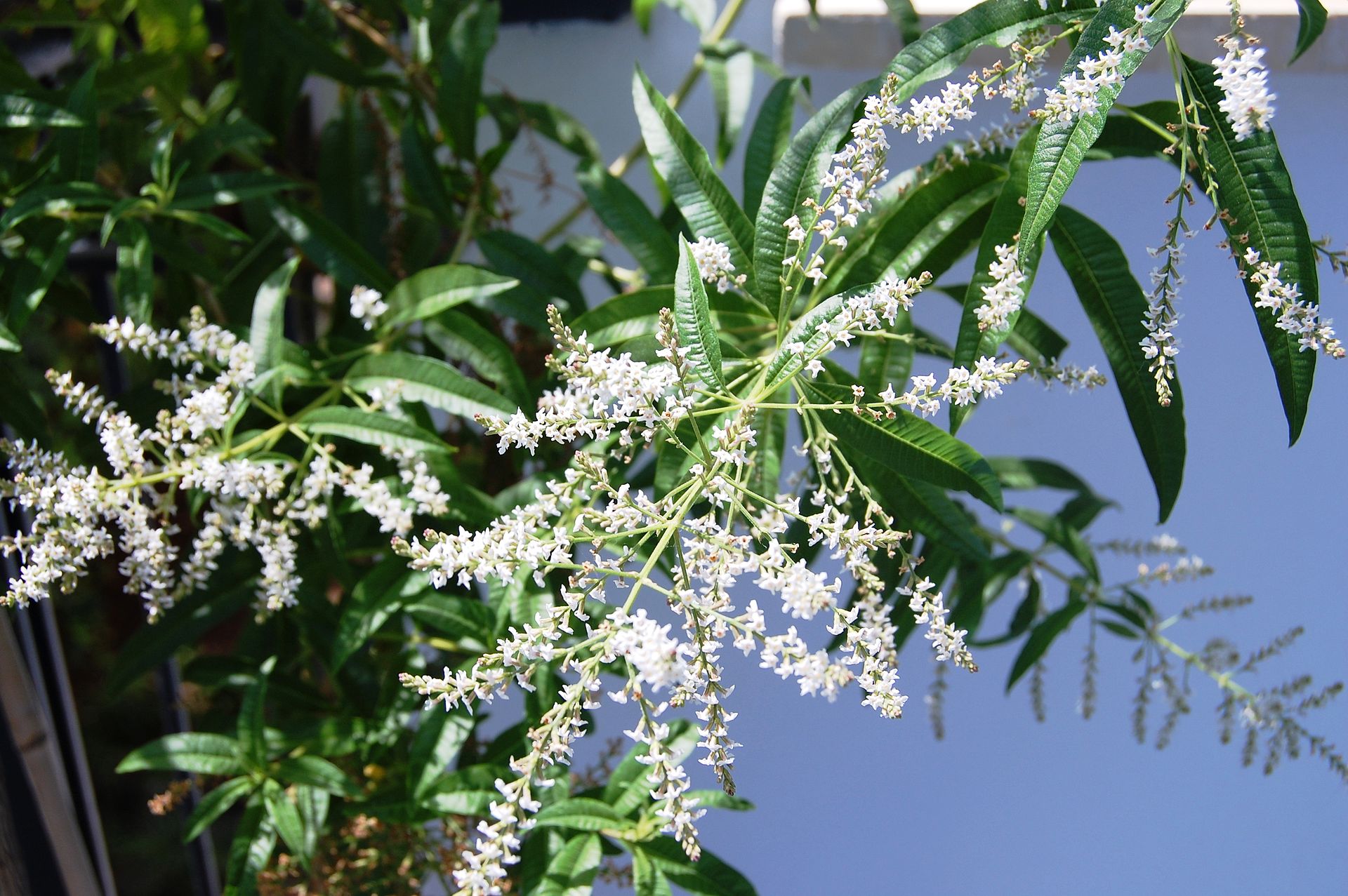 Bee Bush