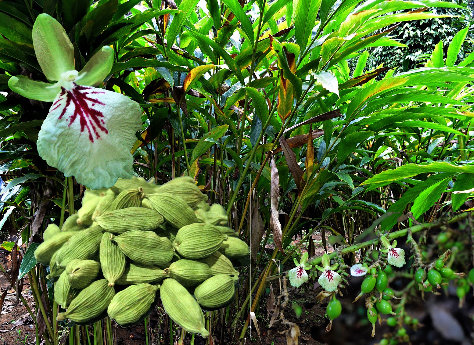 Cardamom