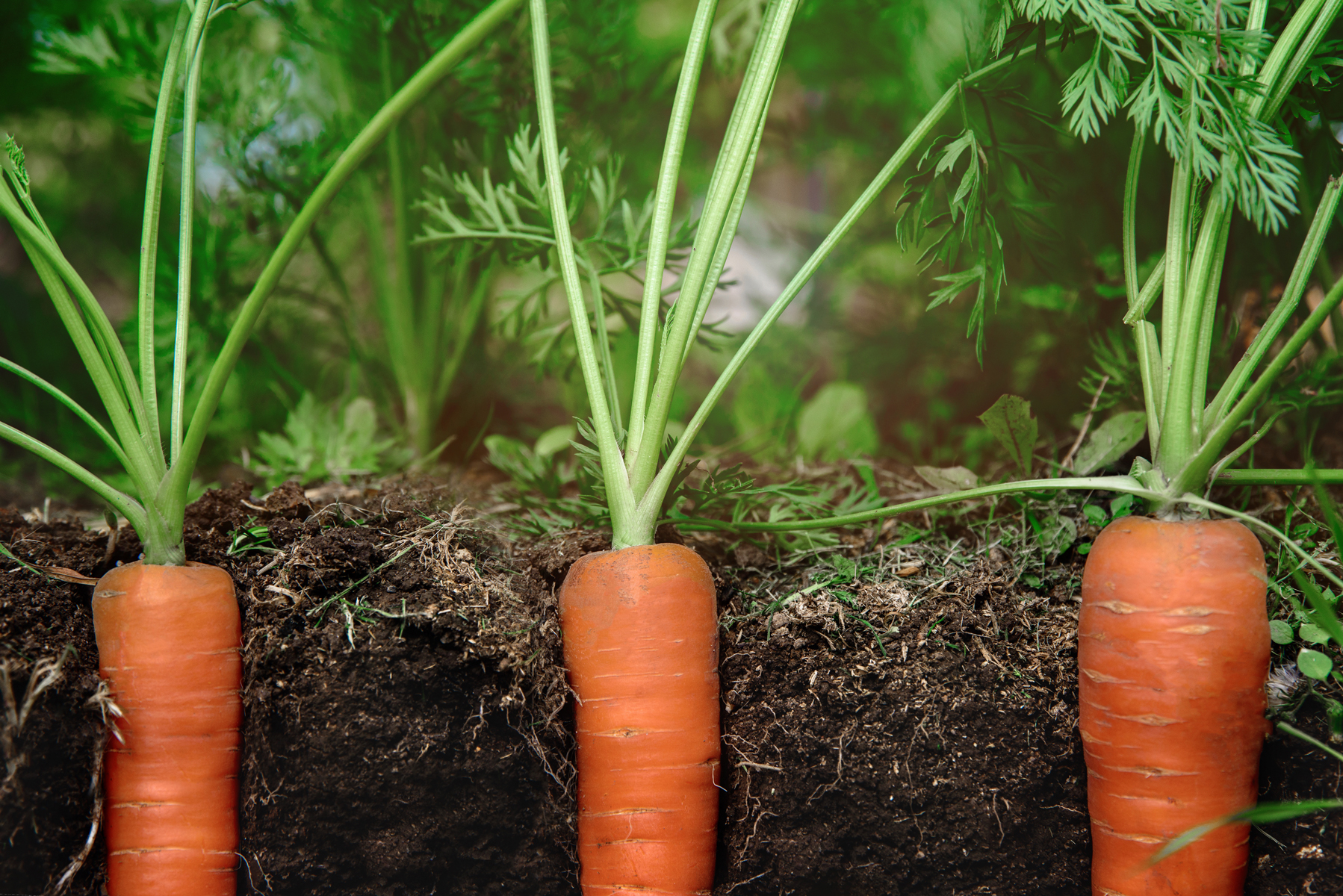 Carrot