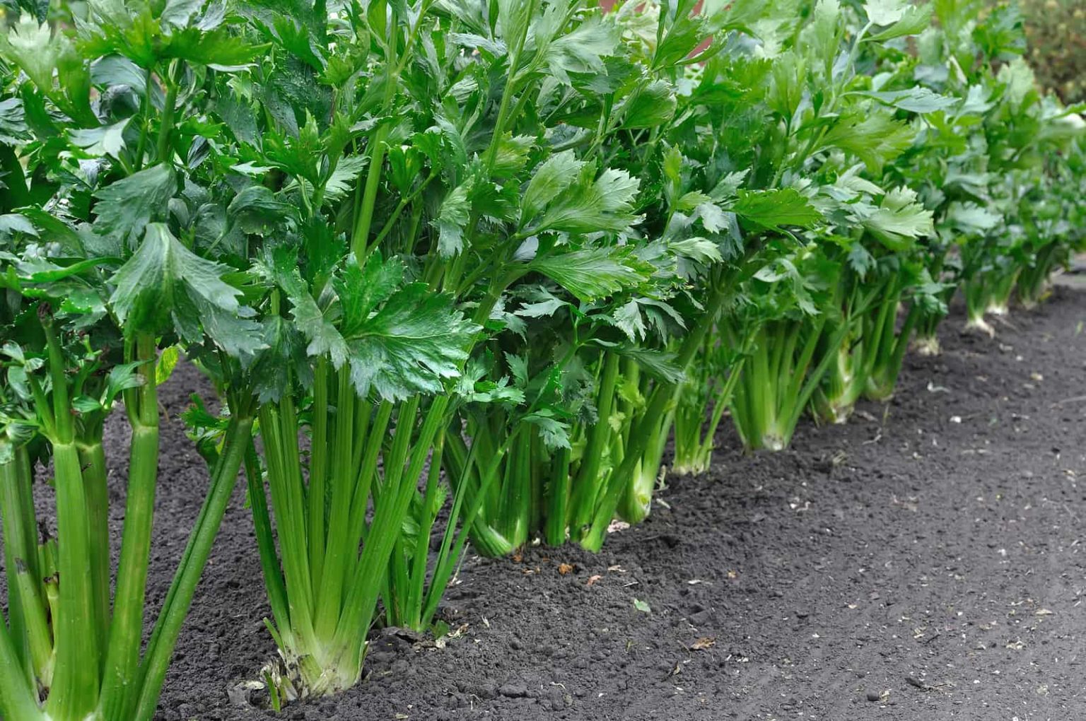 Celery