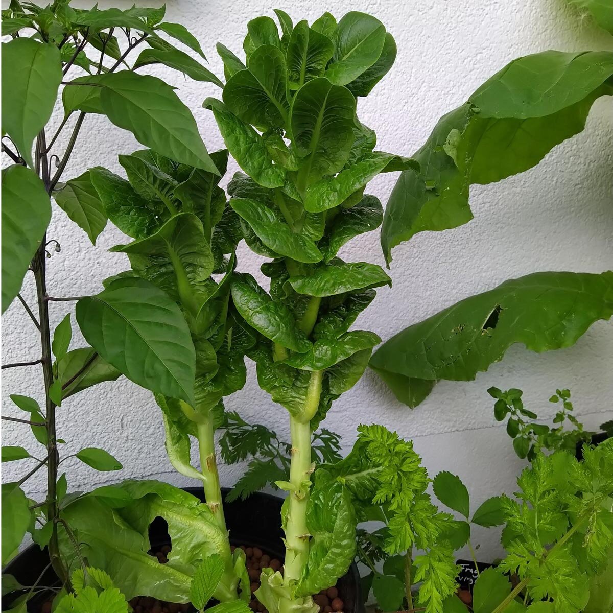 Celtuce