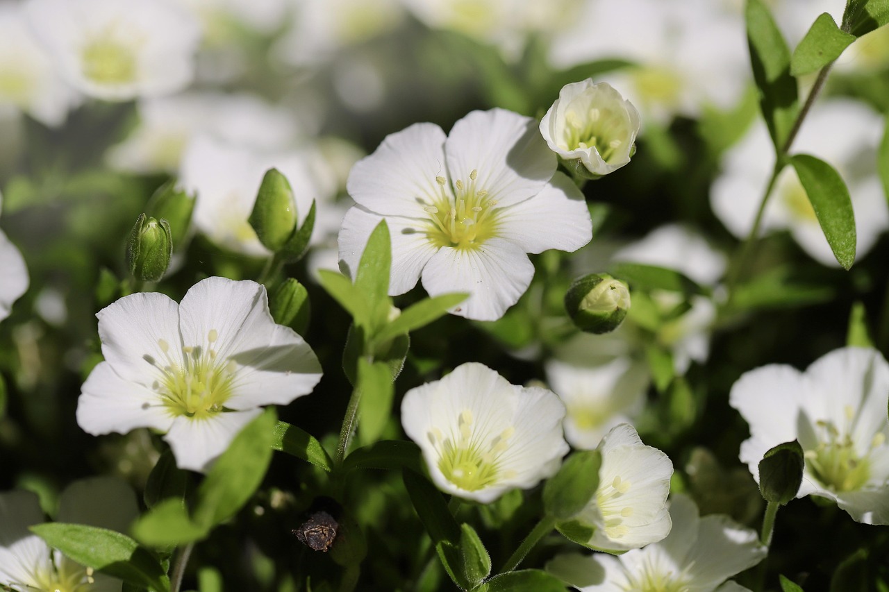 Chickweed