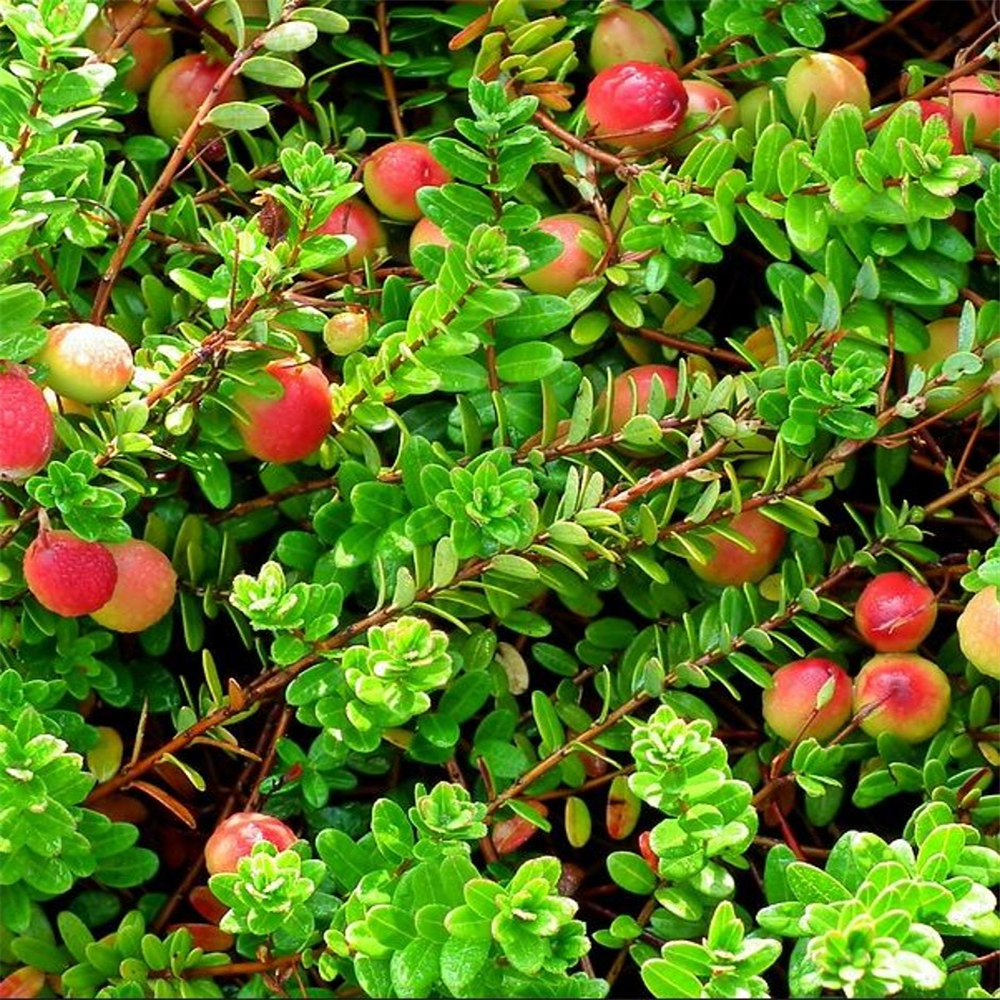 Cranberry