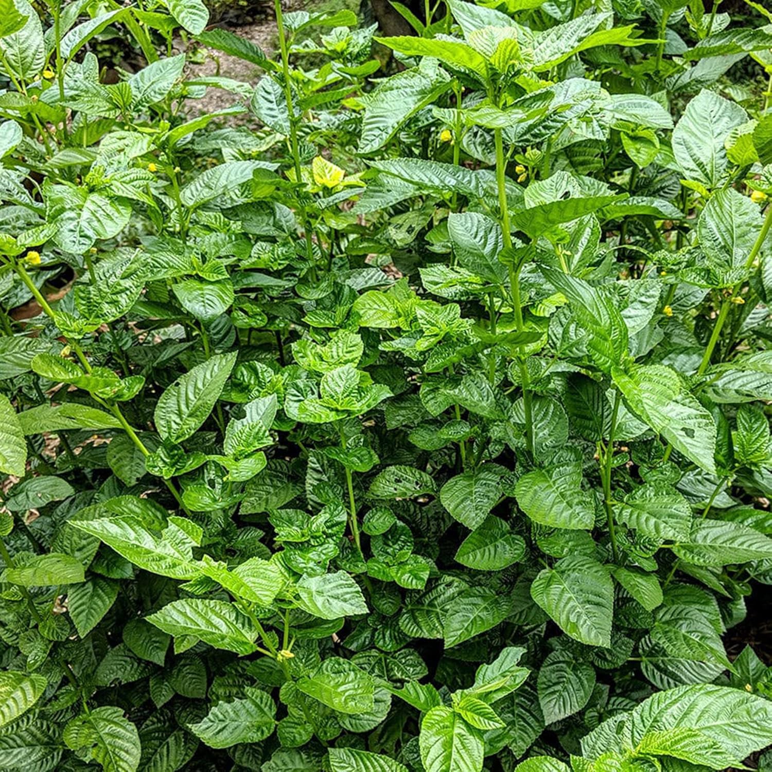 Egyptian Spinach
