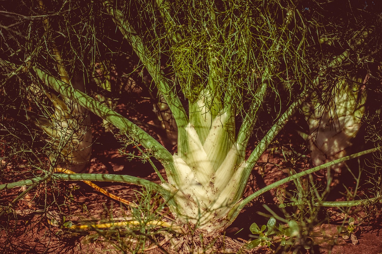 Fennel