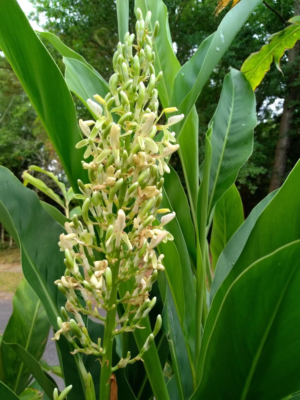 Galangal