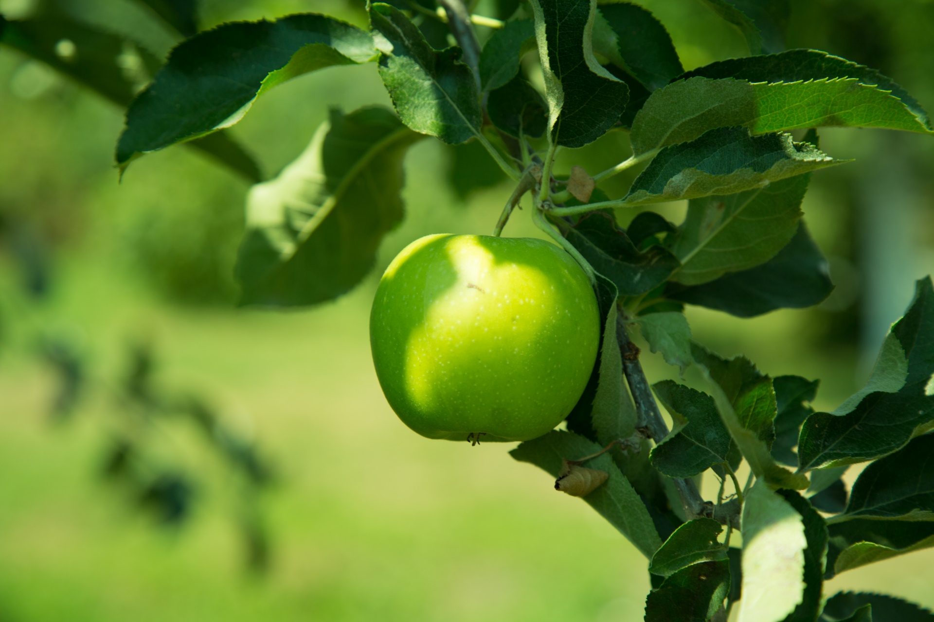 Green Apple Tree