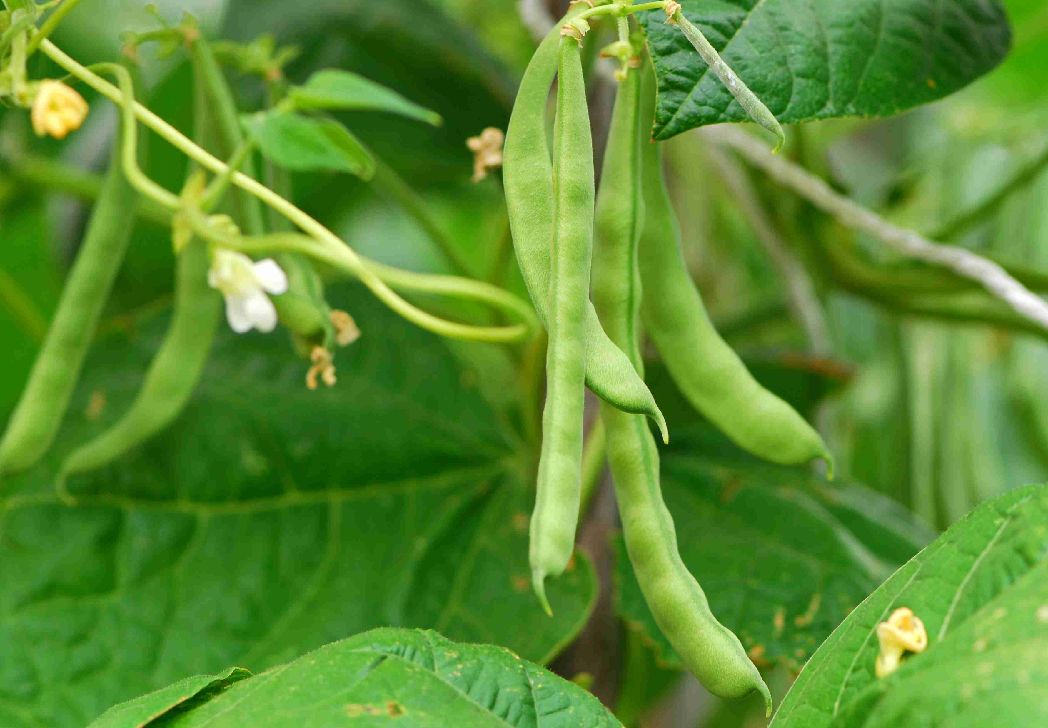 Green Bean