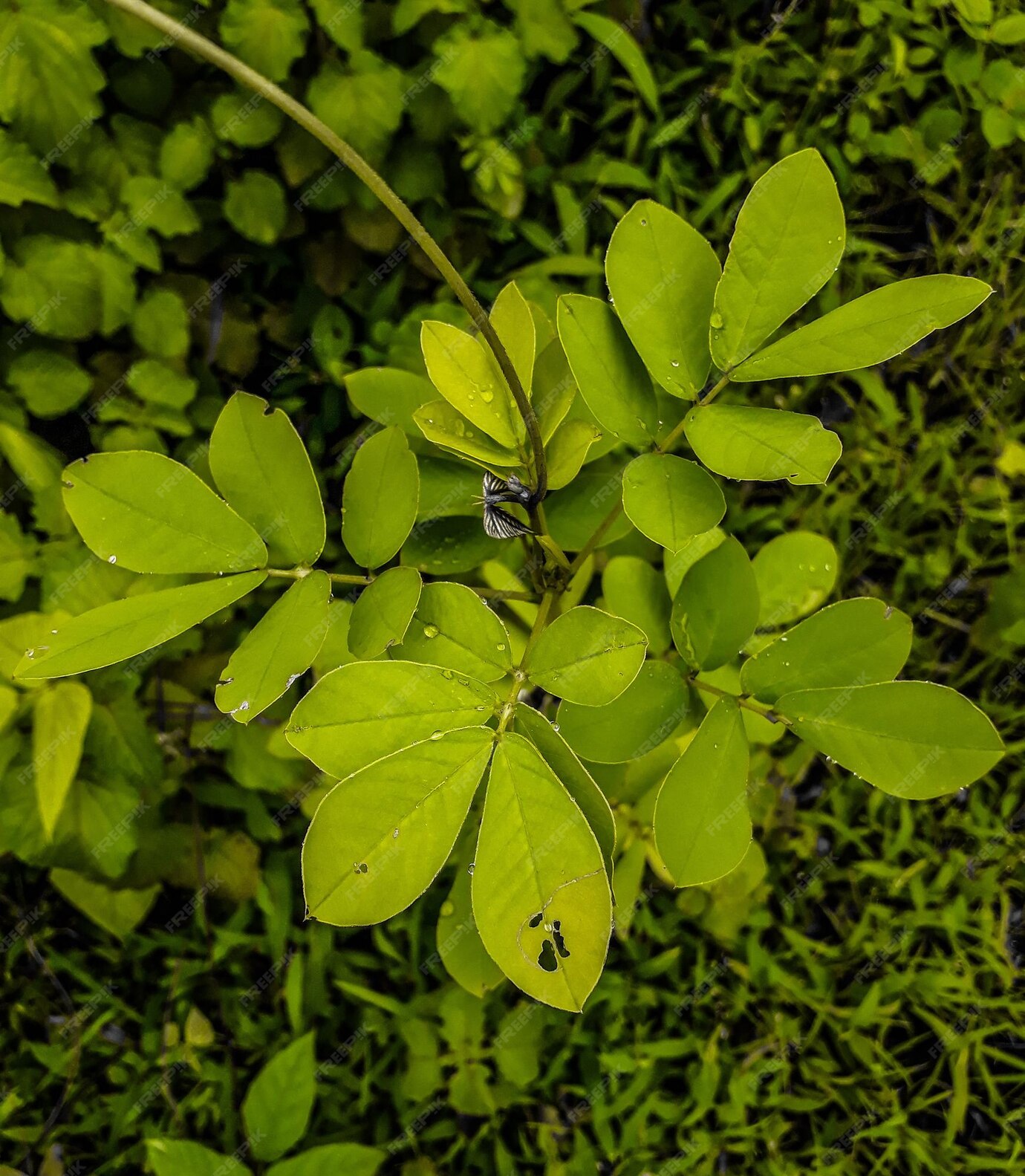Katuk