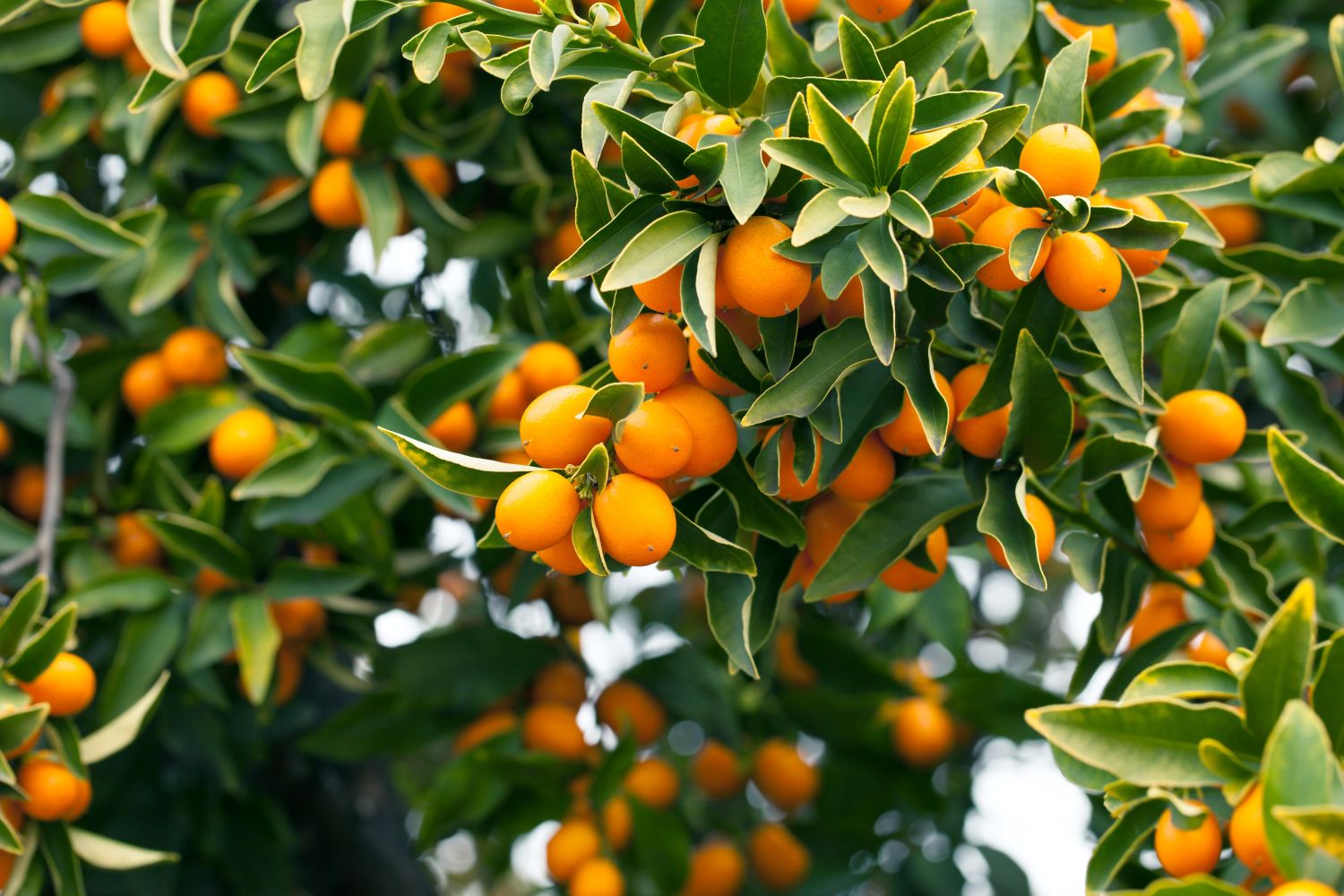 Kumquat