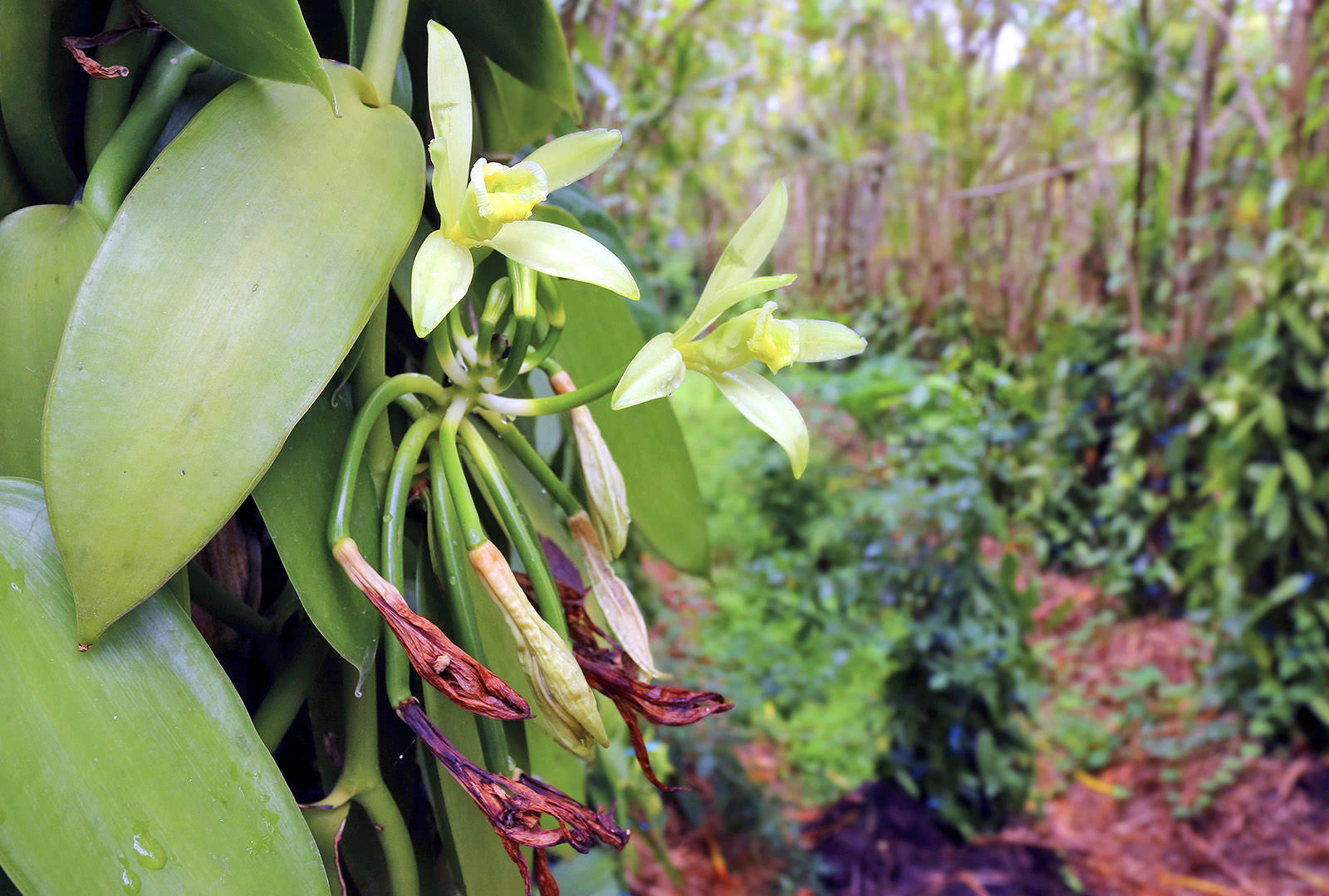 Madagascar Vanilla