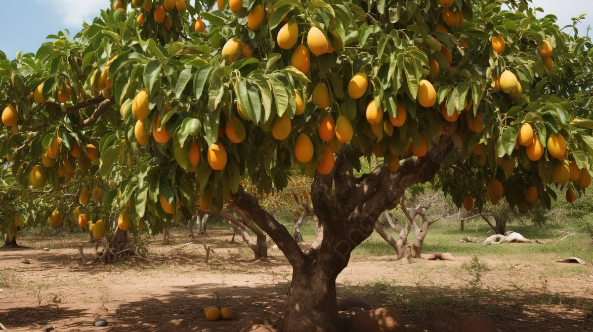 Mango