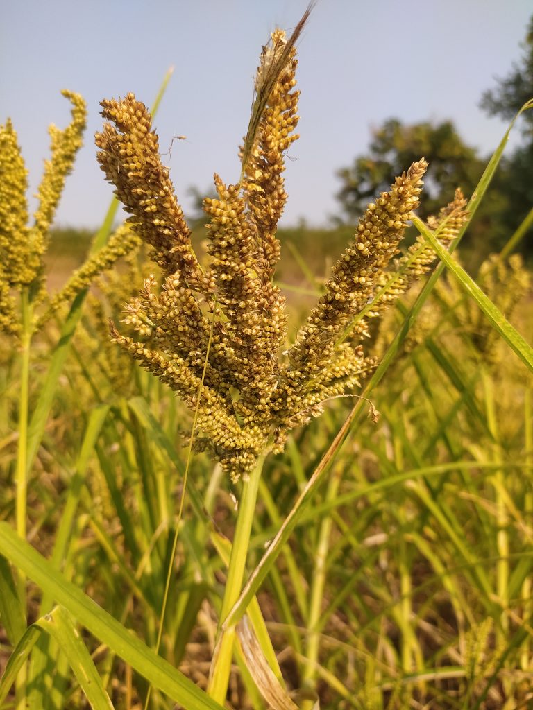 Millet