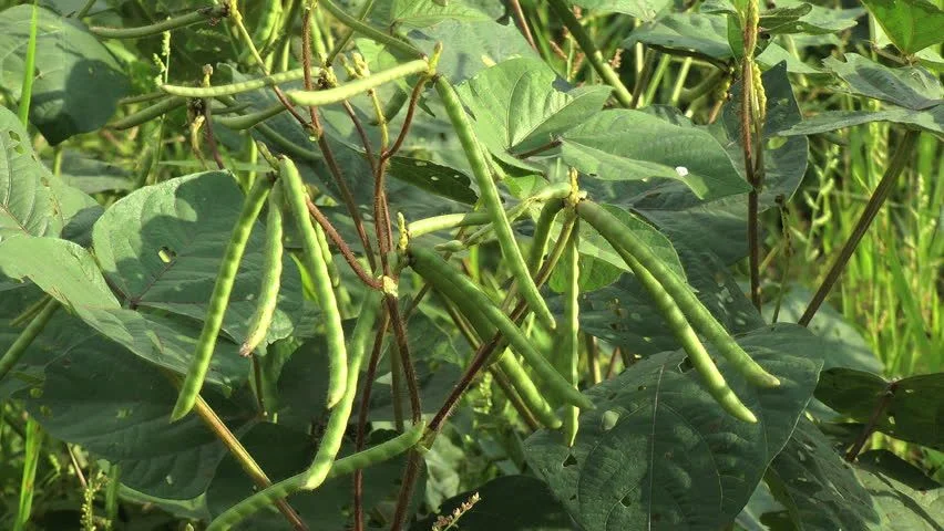 Mung Bean