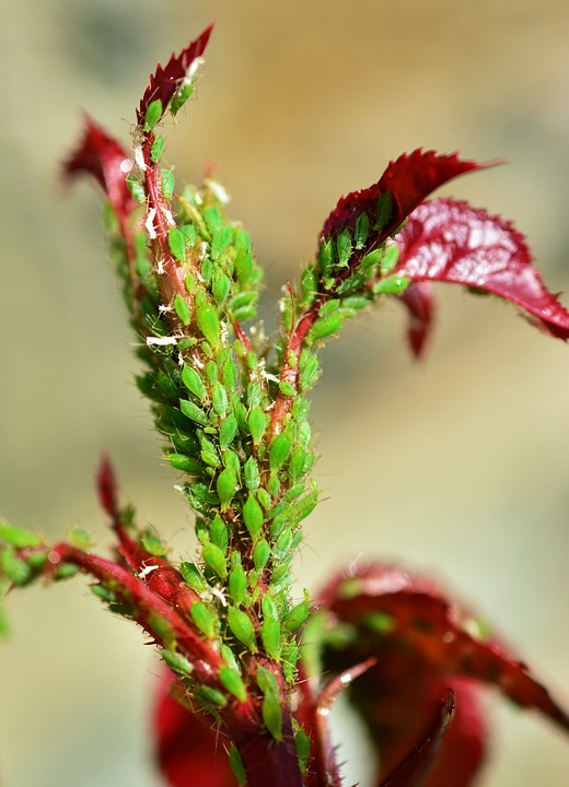 Aphids