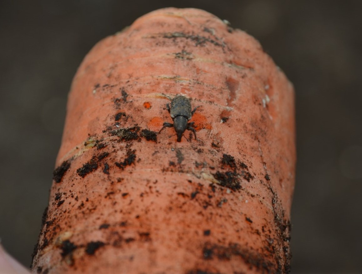 Carrot Weevil
