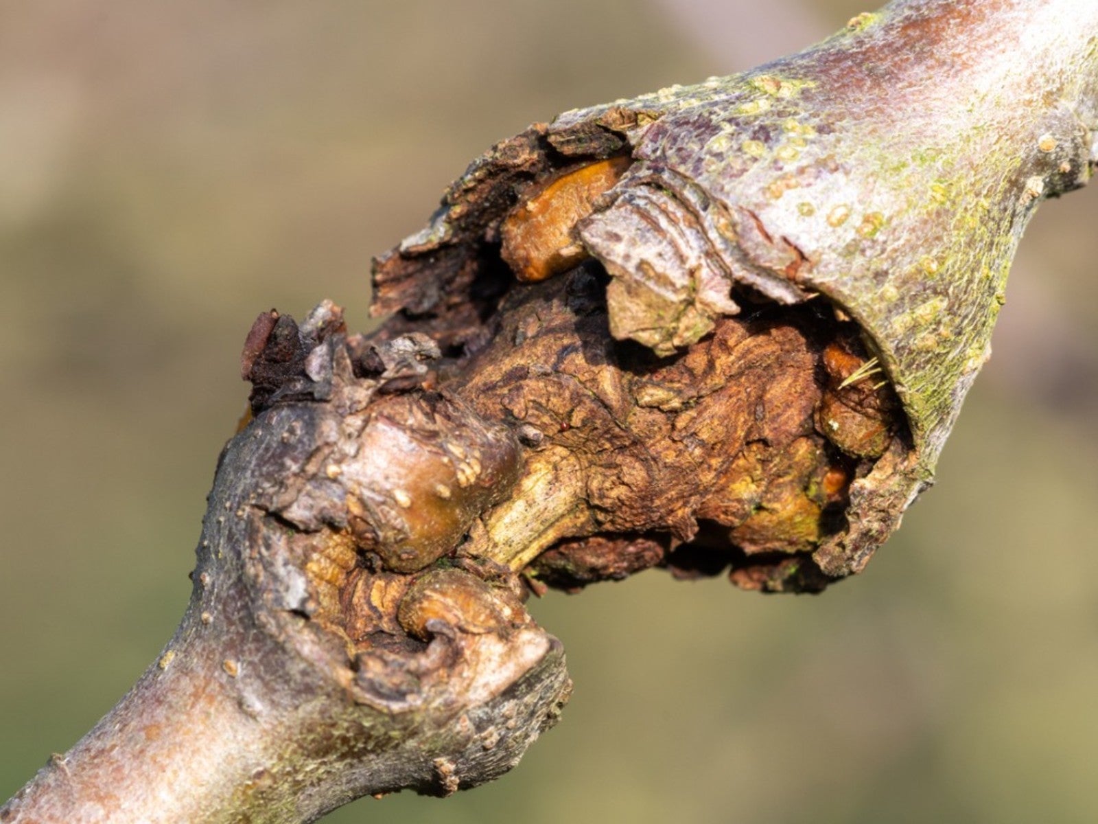 Cytospora Canker