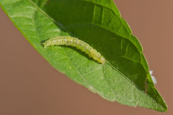 Leafrollers