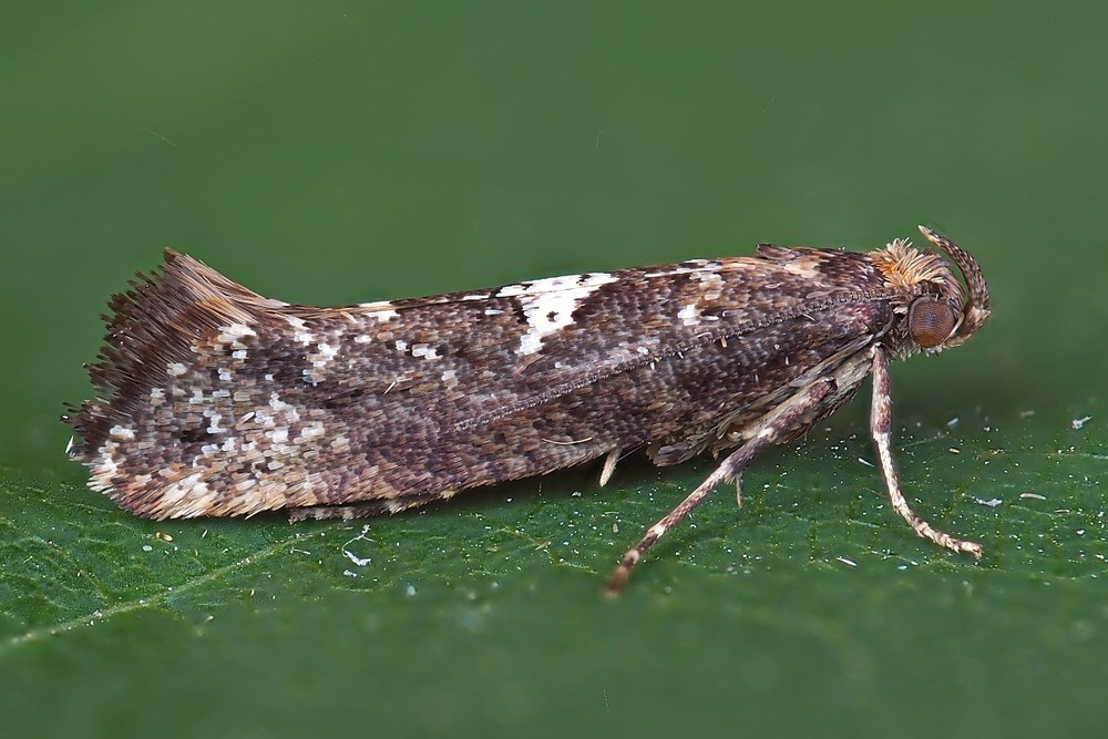 Leek Moth