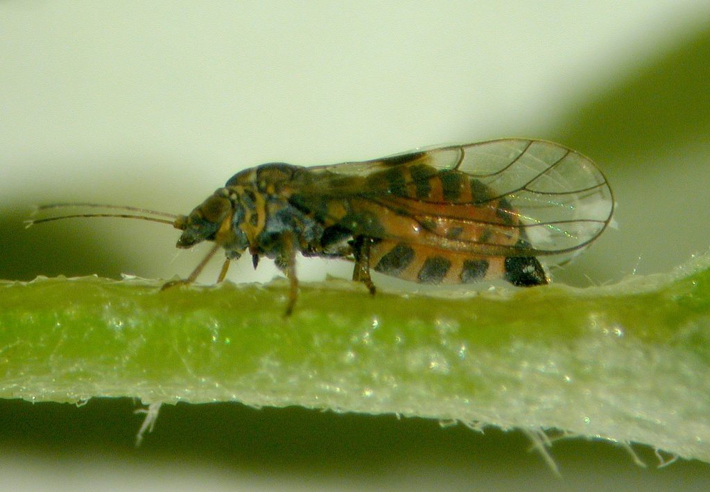 Pear Psylla