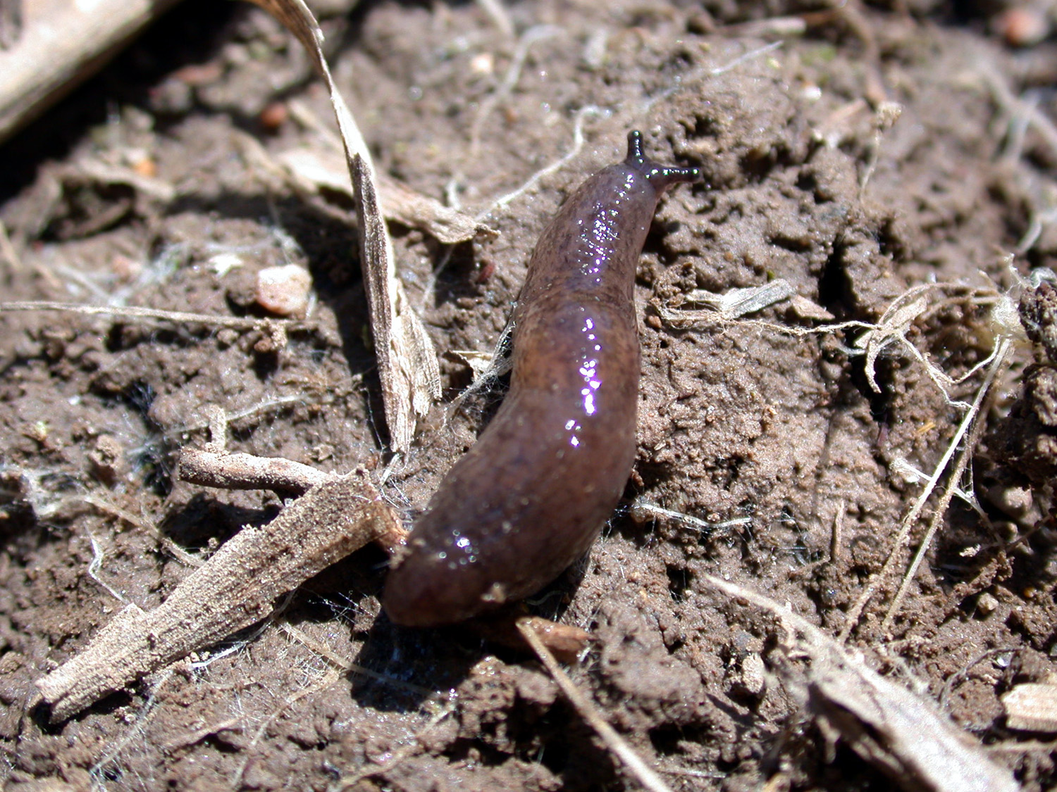 Slugs