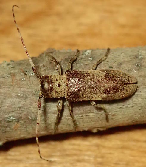 Twig Girdlers