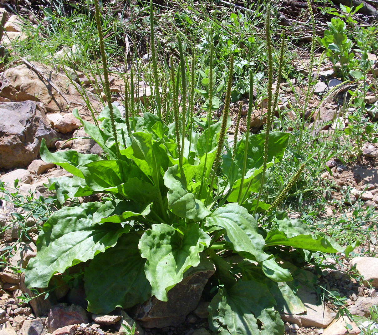 Plantain