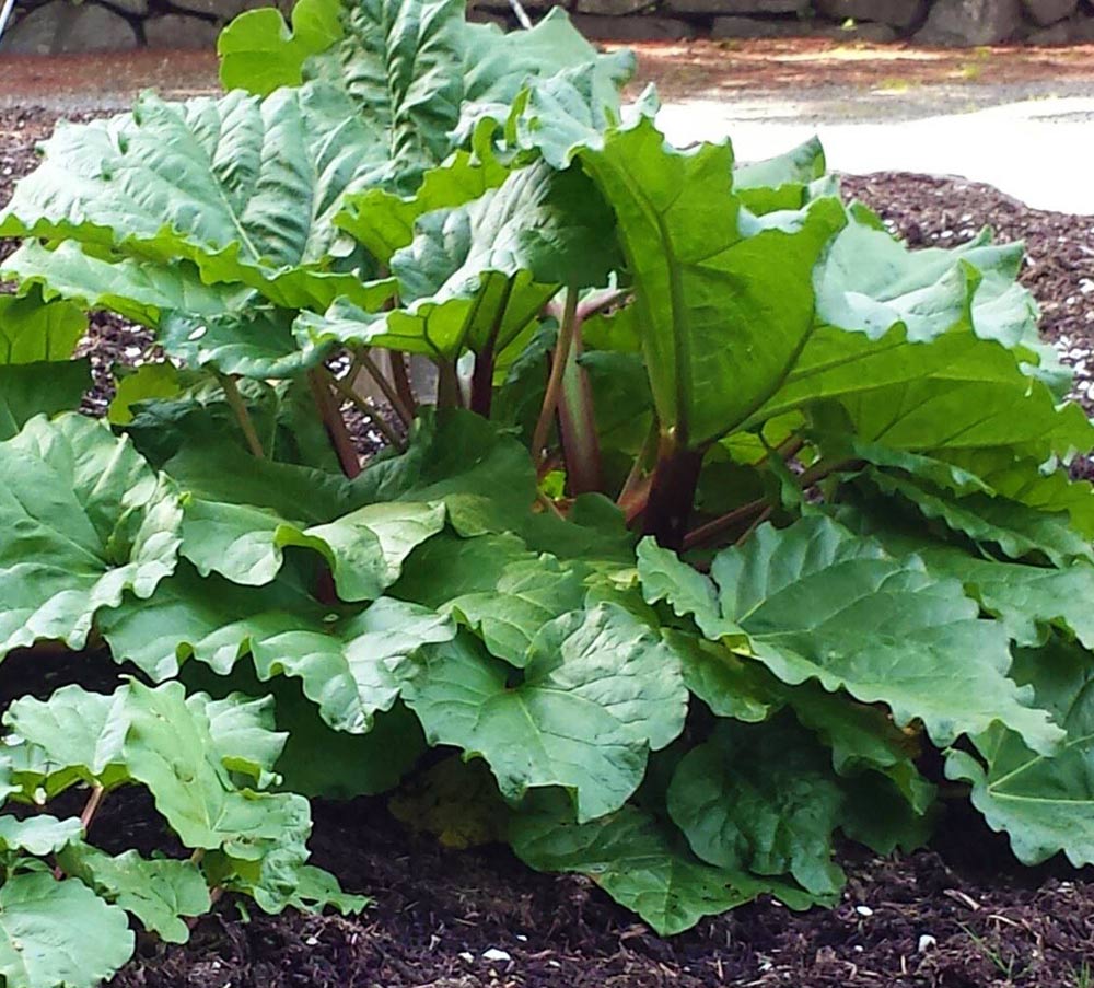 Rhubarb