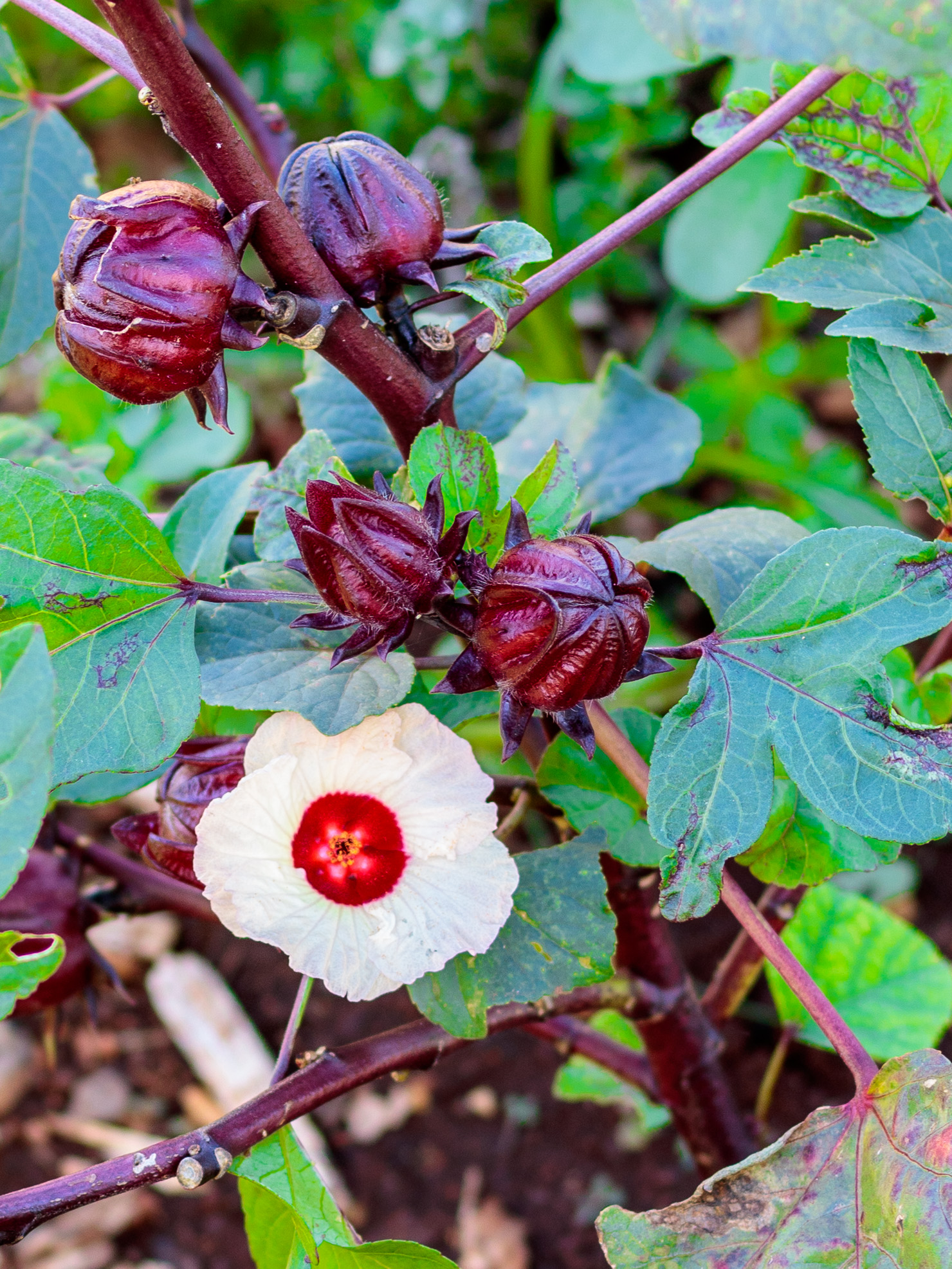 Roselle Hibiscus