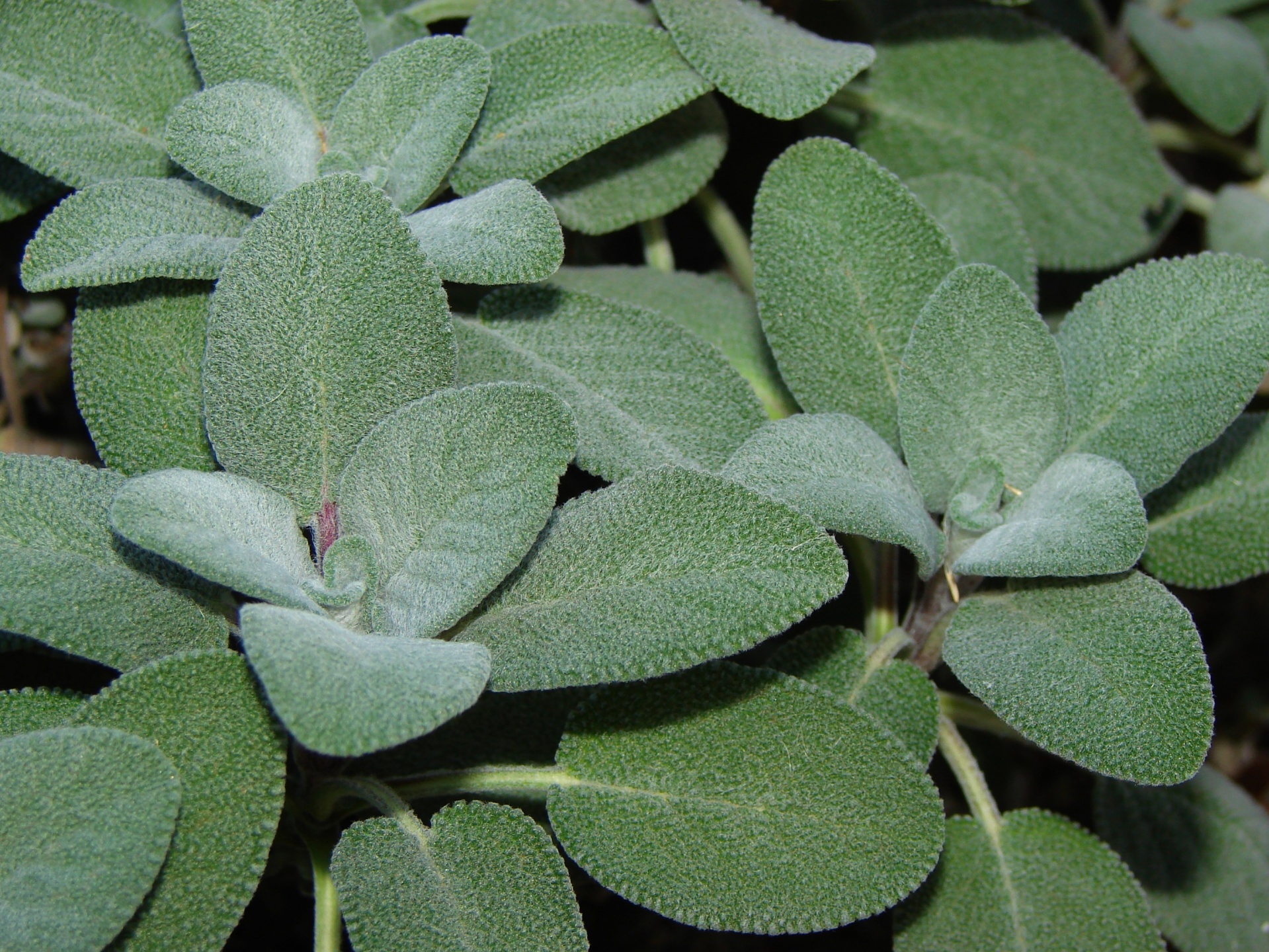 Sage