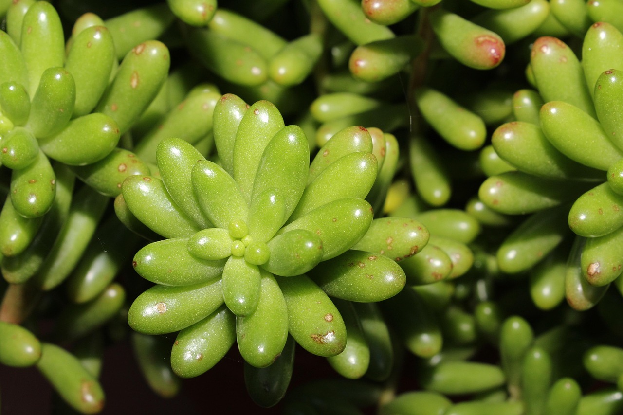 Sedum