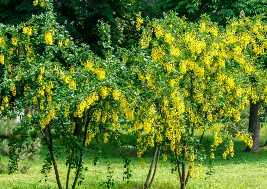 Siberian Pea Shrub