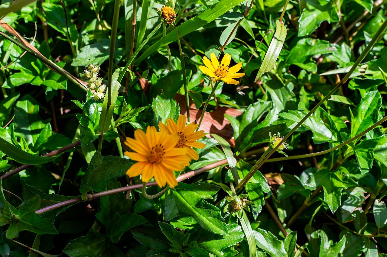 Singapore Daisy