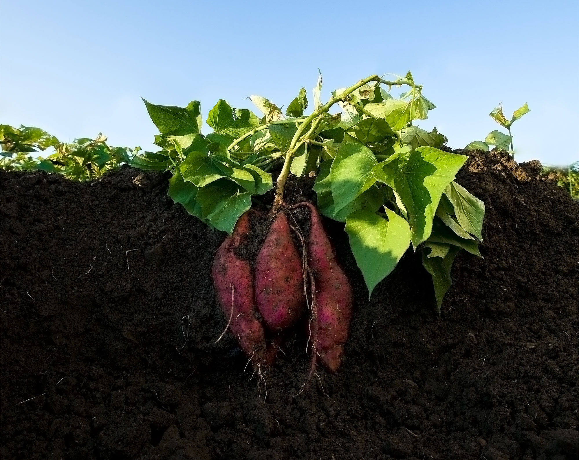 Sweet Potato