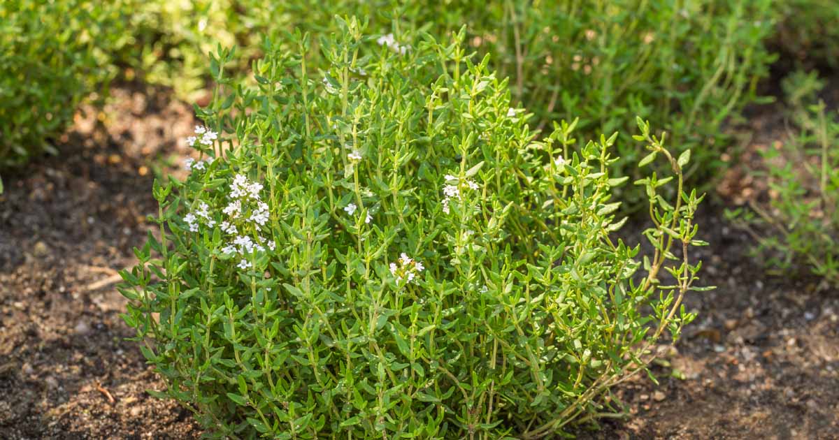 Thyme