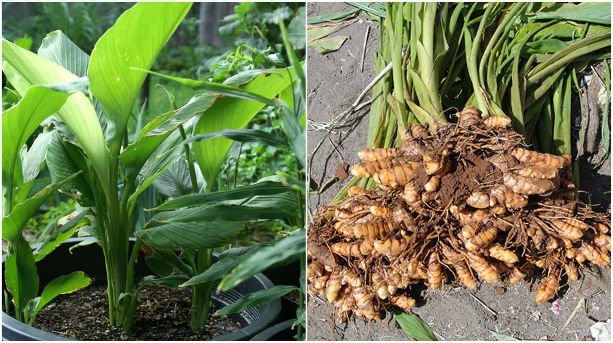 Turmeric